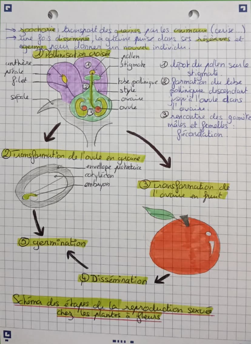 ☑
G
Reproduction
des plantes,
Reproduction asexuée:
→ les plantes peuvent se reproduire
en se donant
tolipatence des cellules végétales: cap