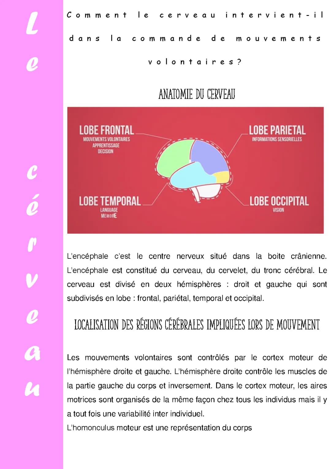le cerveau