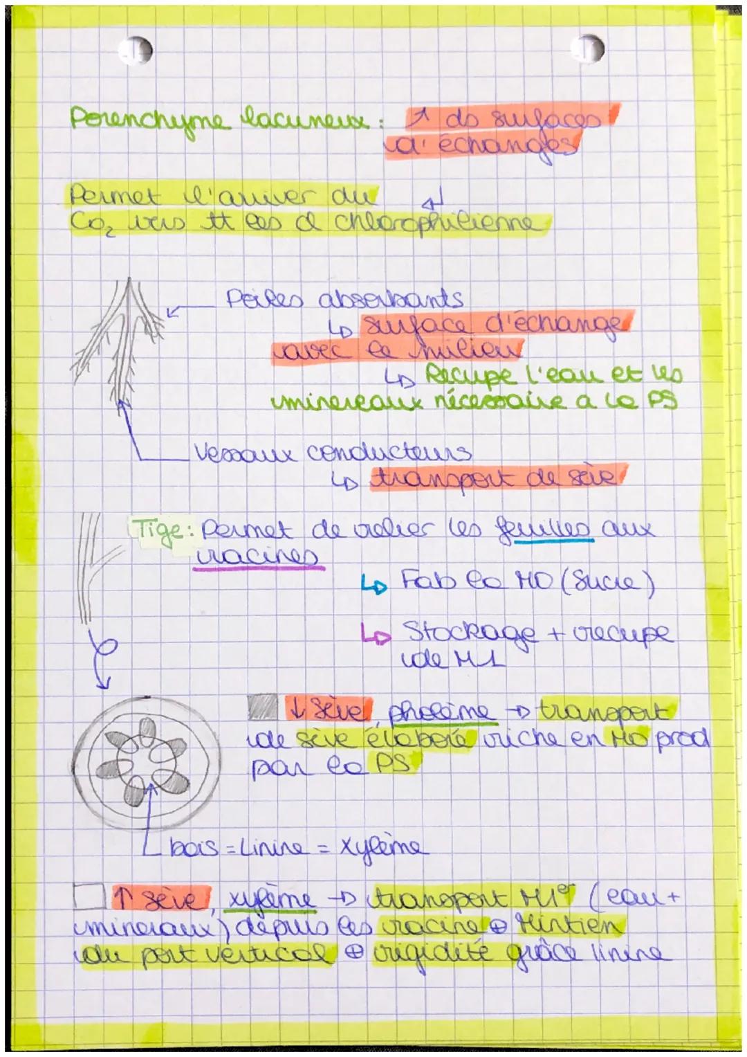 p
a
nt
bourgeon apicale
feuille
Recup Myere
[Pred matière
tige
orga
lumière + Co₂
racine
Autotrophe: Orge
capable synthetise so
MO a parter 