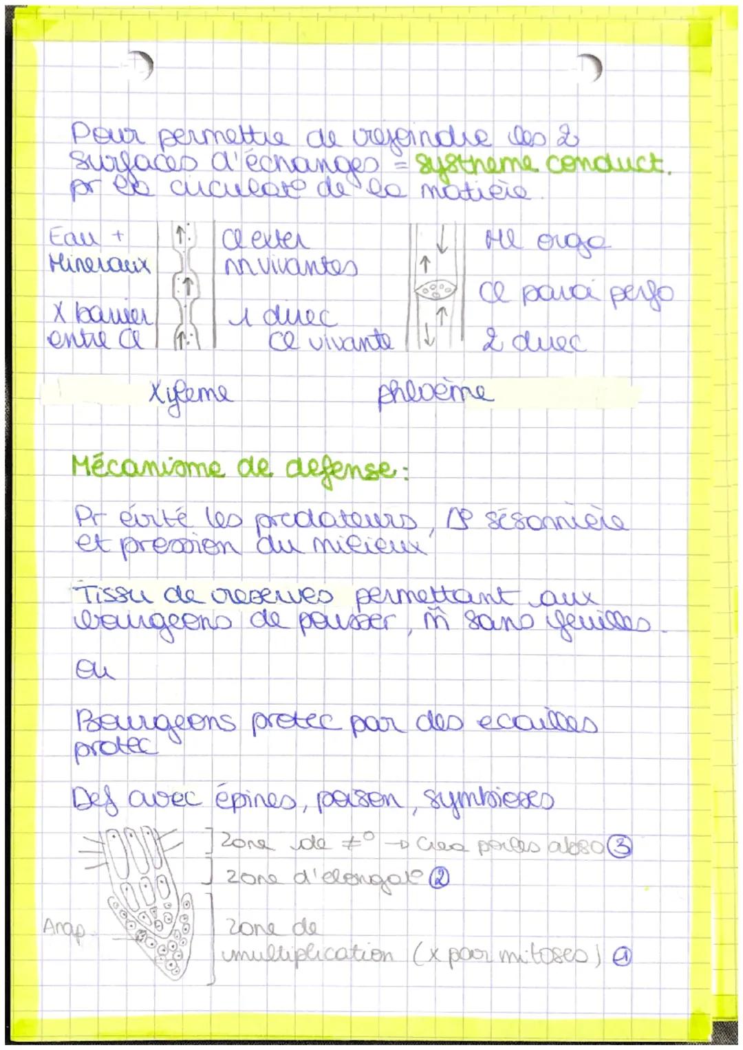 p
a
nt
bourgeon apicale
feuille
Recup Myere
[Pred matière
tige
orga
lumière + Co₂
racine
Autotrophe: Orge
capable synthetise so
MO a parter 