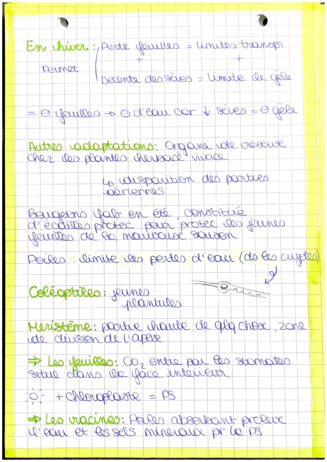 p
a
nt
bourgeon apicale
feuille
Recup Myere
[Pred matière
tige
orga
lumière + Co₂
racine
Autotrophe: Orge
capable synthetise so
MO a parter 