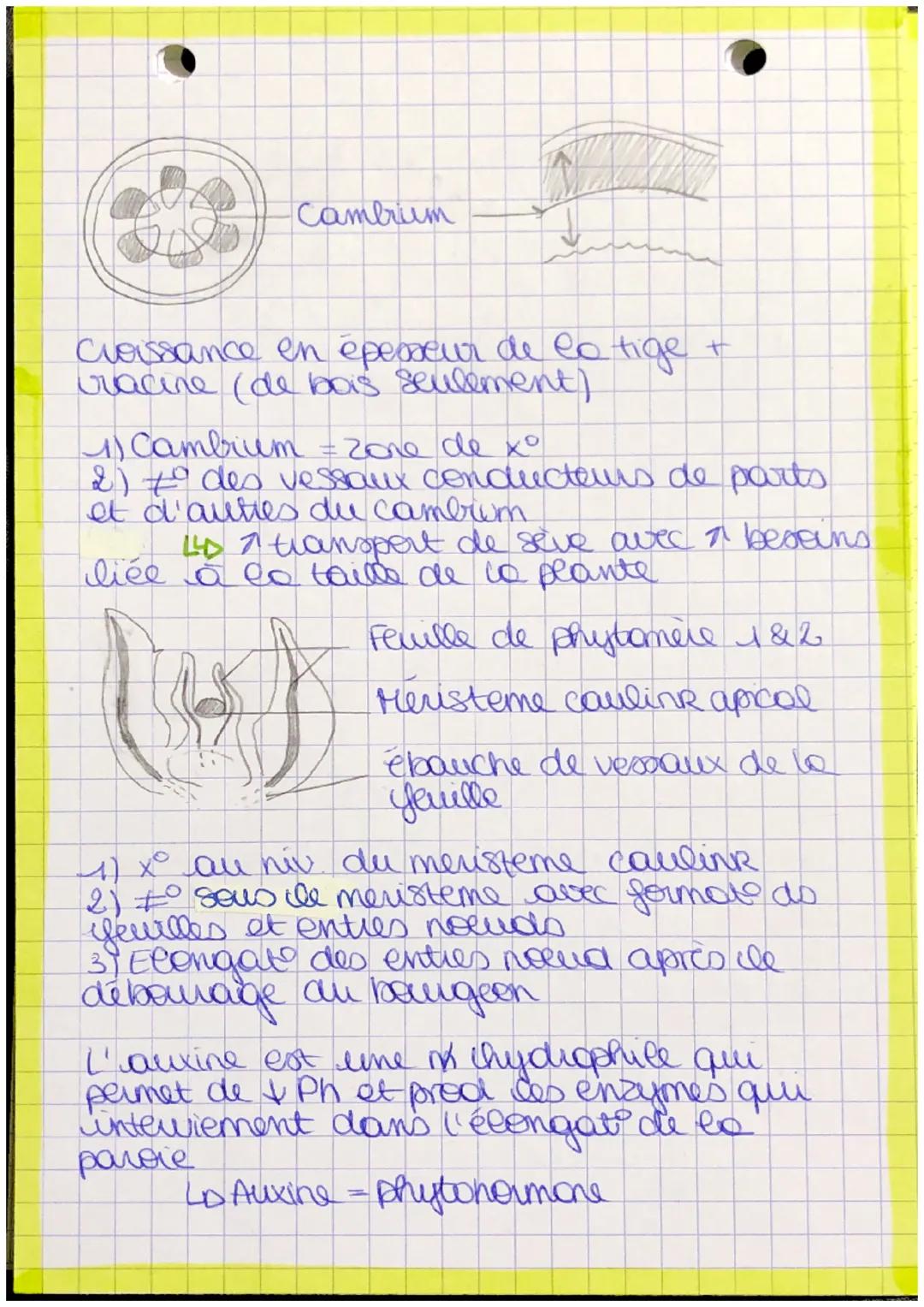 p
a
nt
bourgeon apicale
feuille
Recup Myere
[Pred matière
tige
orga
lumière + Co₂
racine
Autotrophe: Orge
capable synthetise so
MO a parter 