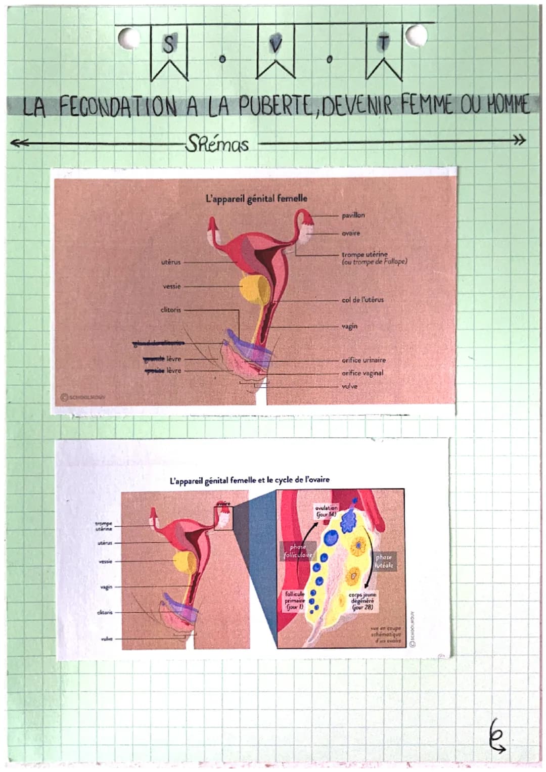 WCH
LA FECONDATION A LA PUBERTE, DEVENIR FEMME OU HOMME
S
0
définitions
fécondation: penetration / Rencontre du spermatozoide dans l'ouvle d