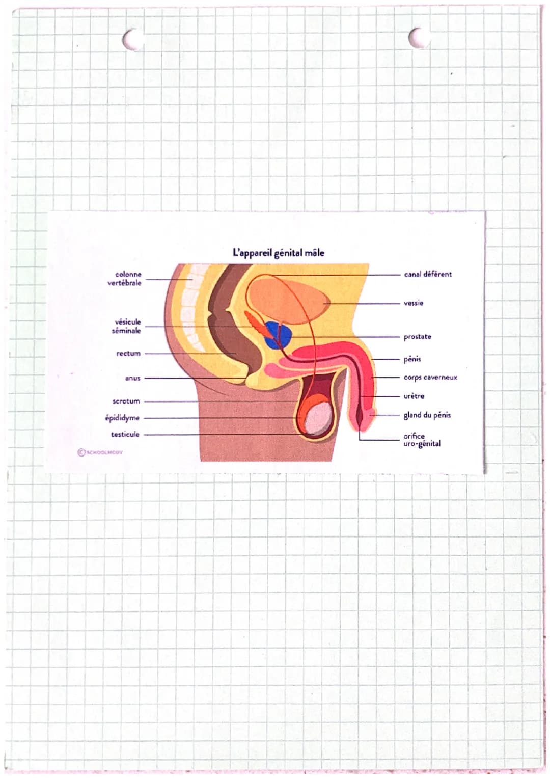 WCH
LA FECONDATION A LA PUBERTE, DEVENIR FEMME OU HOMME
S
0
définitions
fécondation: penetration / Rencontre du spermatozoide dans l'ouvle d