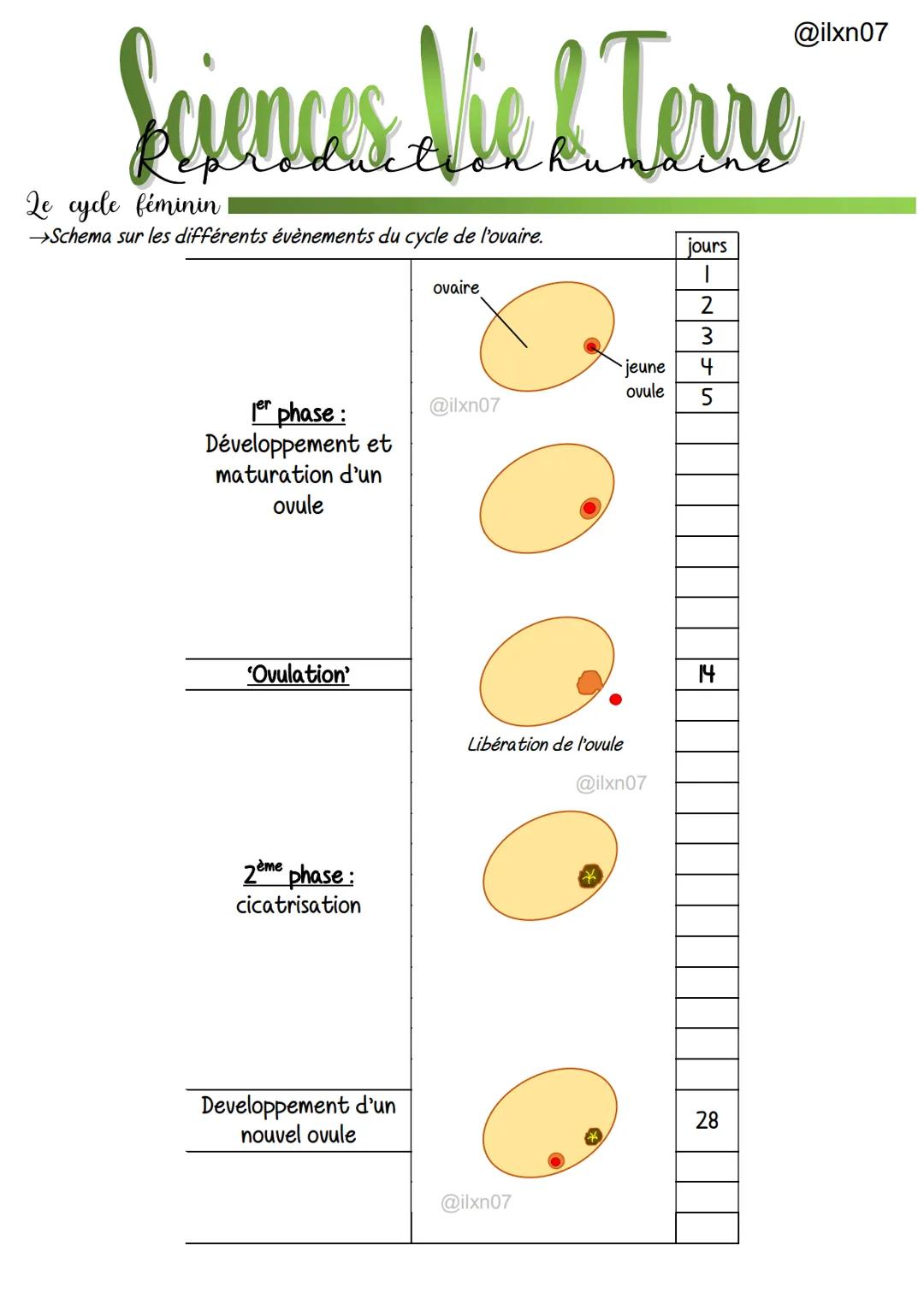 
<p>Le cycle menstruel de la femme comprend plusieurs phases, avec des événements spécifiques qui se produisent à chaque étape. La première 