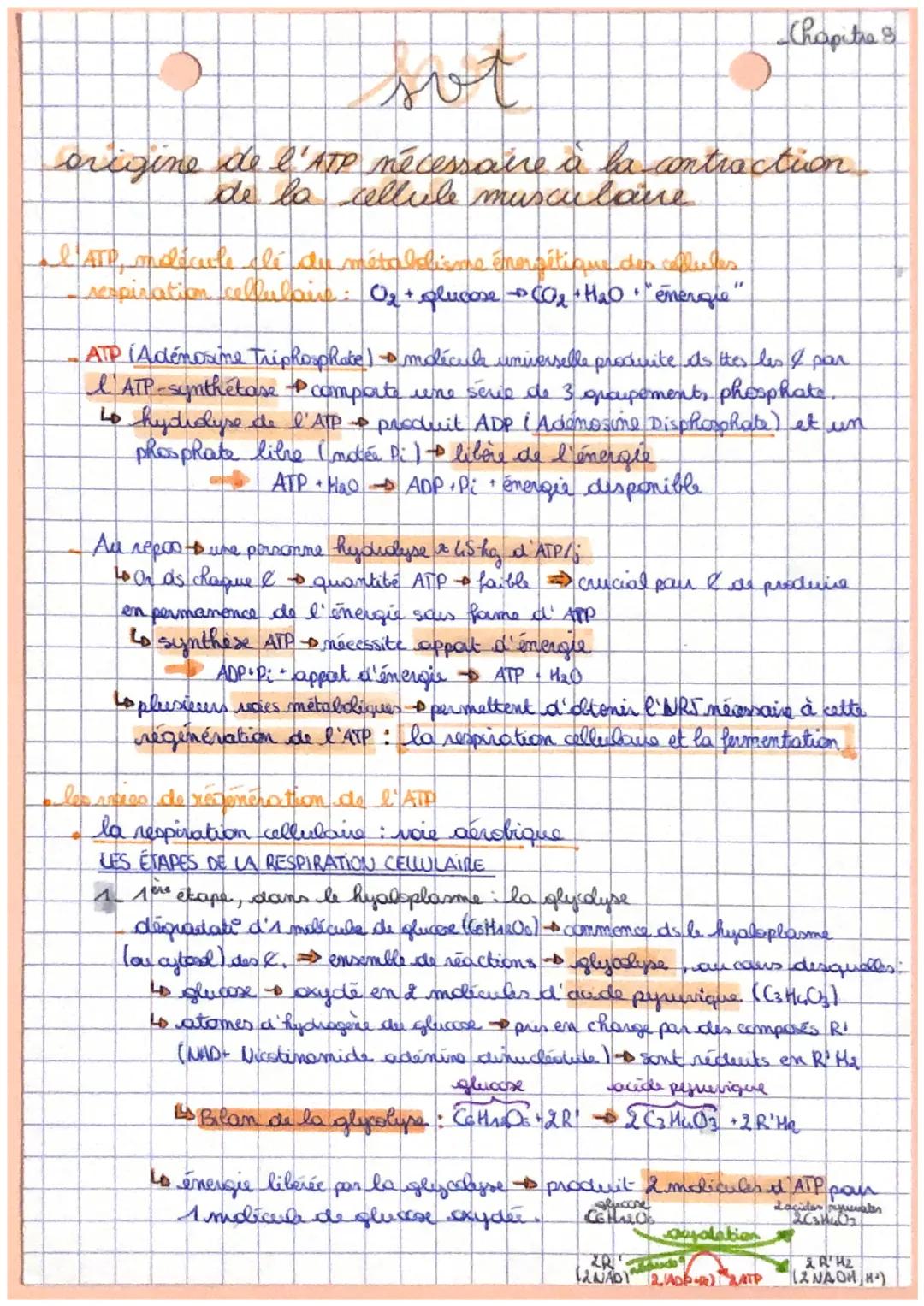 # sot

Chapitre

origine de l'ATP nécessaire à la contraction
de la cellule musculare

I ATP, molécule clé du métabolisme énergétique des ce