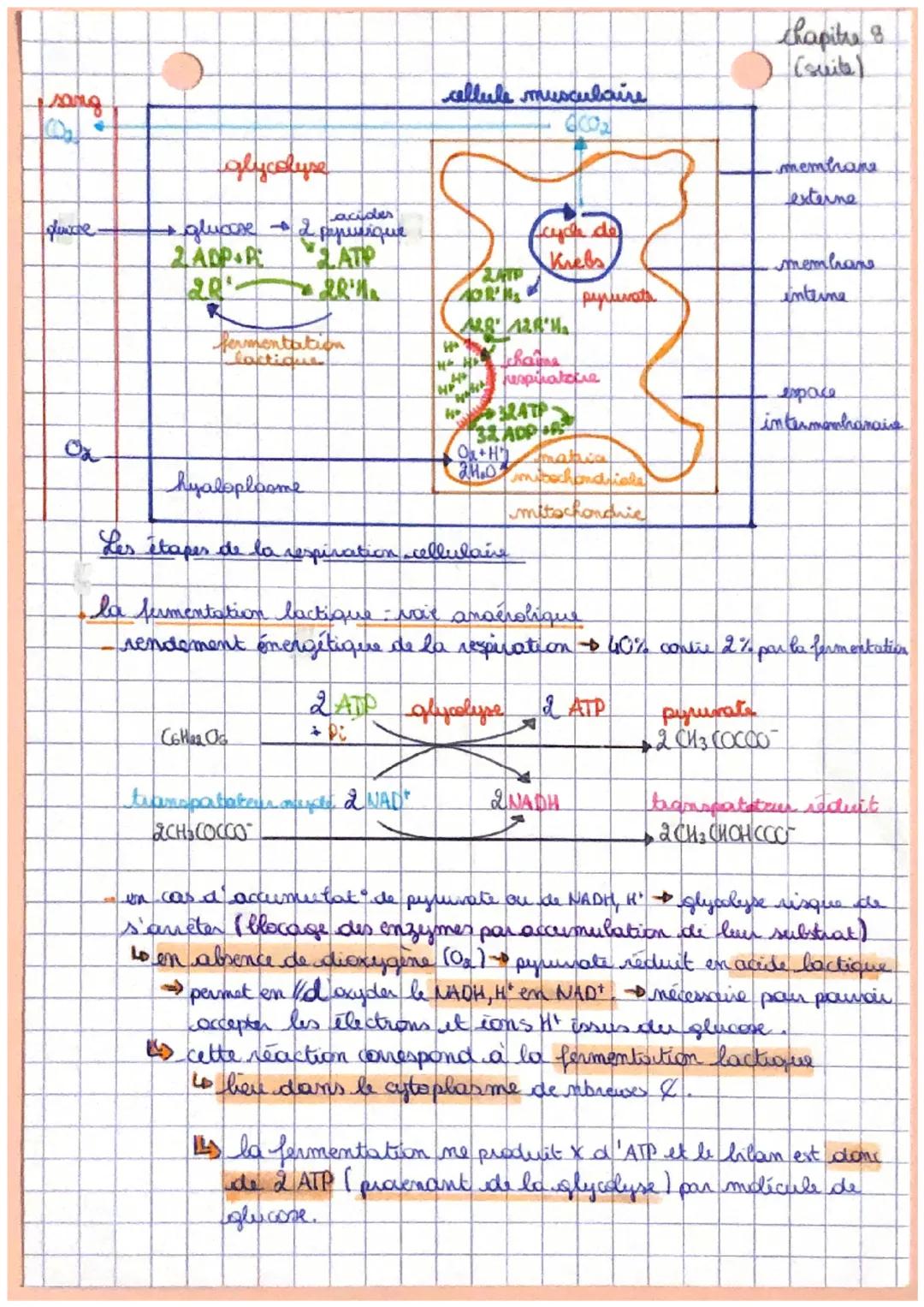 # sot

Chapitre

origine de l'ATP nécessaire à la contraction
de la cellule musculare

I ATP, molécule clé du métabolisme énergétique des ce