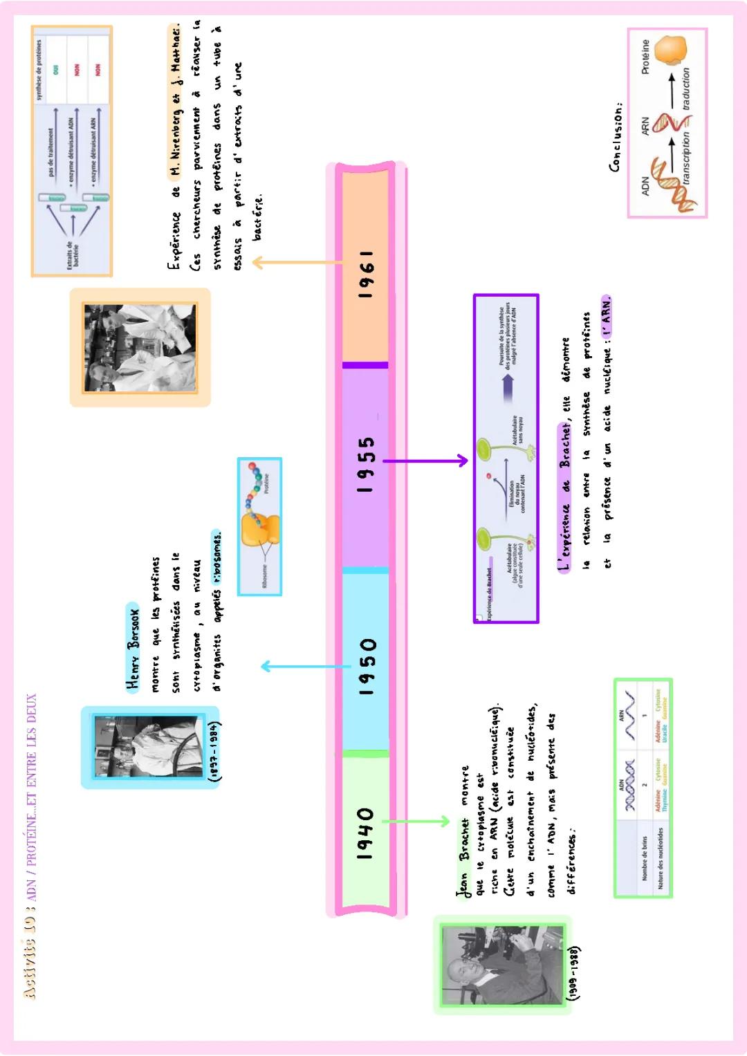 Découvre la Synthèse des Protéines et le Monde de l'ADN et ARN!