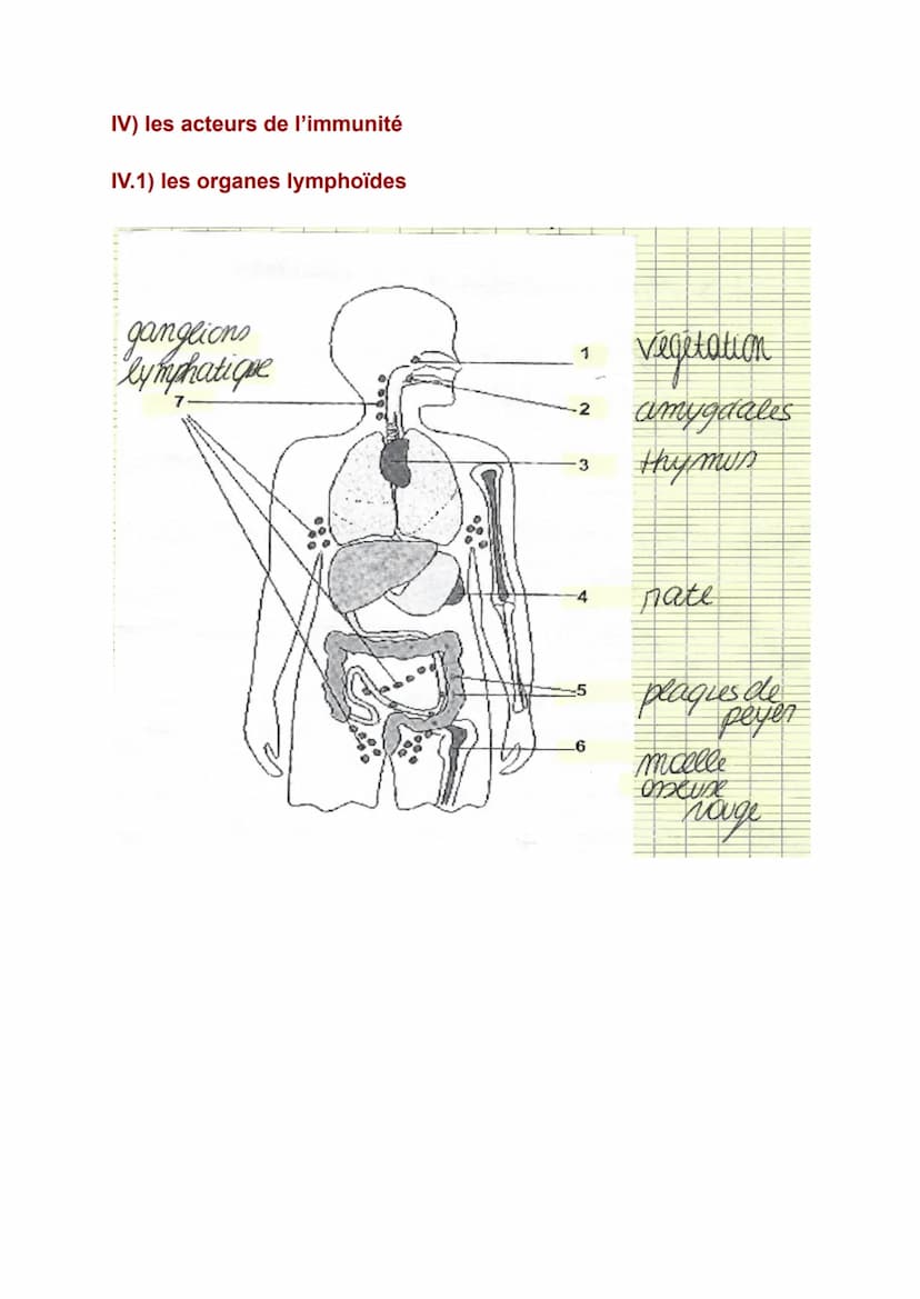 
<p>Le système immunitaire est le mécanisme de défense de l'organisme contre les micro-organismes pathogènes. Les maladies infectieuses sont