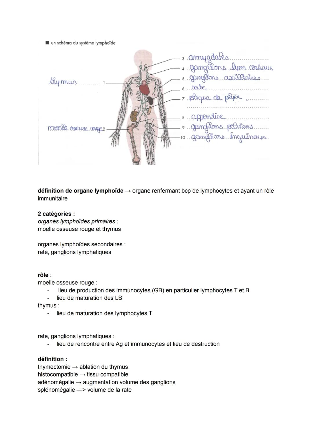 
<p>Le système immunitaire est le mécanisme de défense de l'organisme contre les micro-organismes pathogènes. Les maladies infectieuses sont