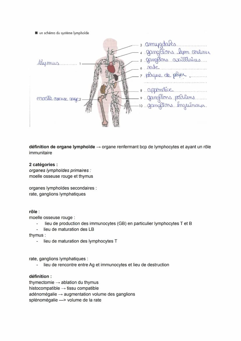 
<p>Le système immunitaire est le mécanisme de défense de l'organisme contre les micro-organismes pathogènes. Les maladies infectieuses sont