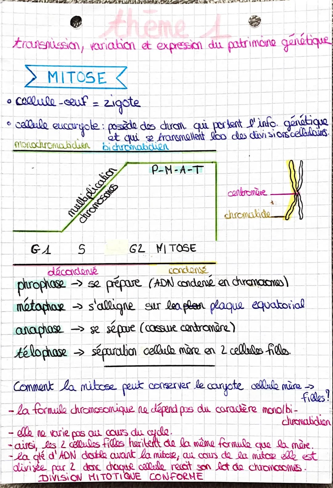 SHAM
theme
transmission, variation et expression du patrimoine génétique
MITOSE <
• cellule -oeuf = zigote
• cellule eucaryote: possède des 