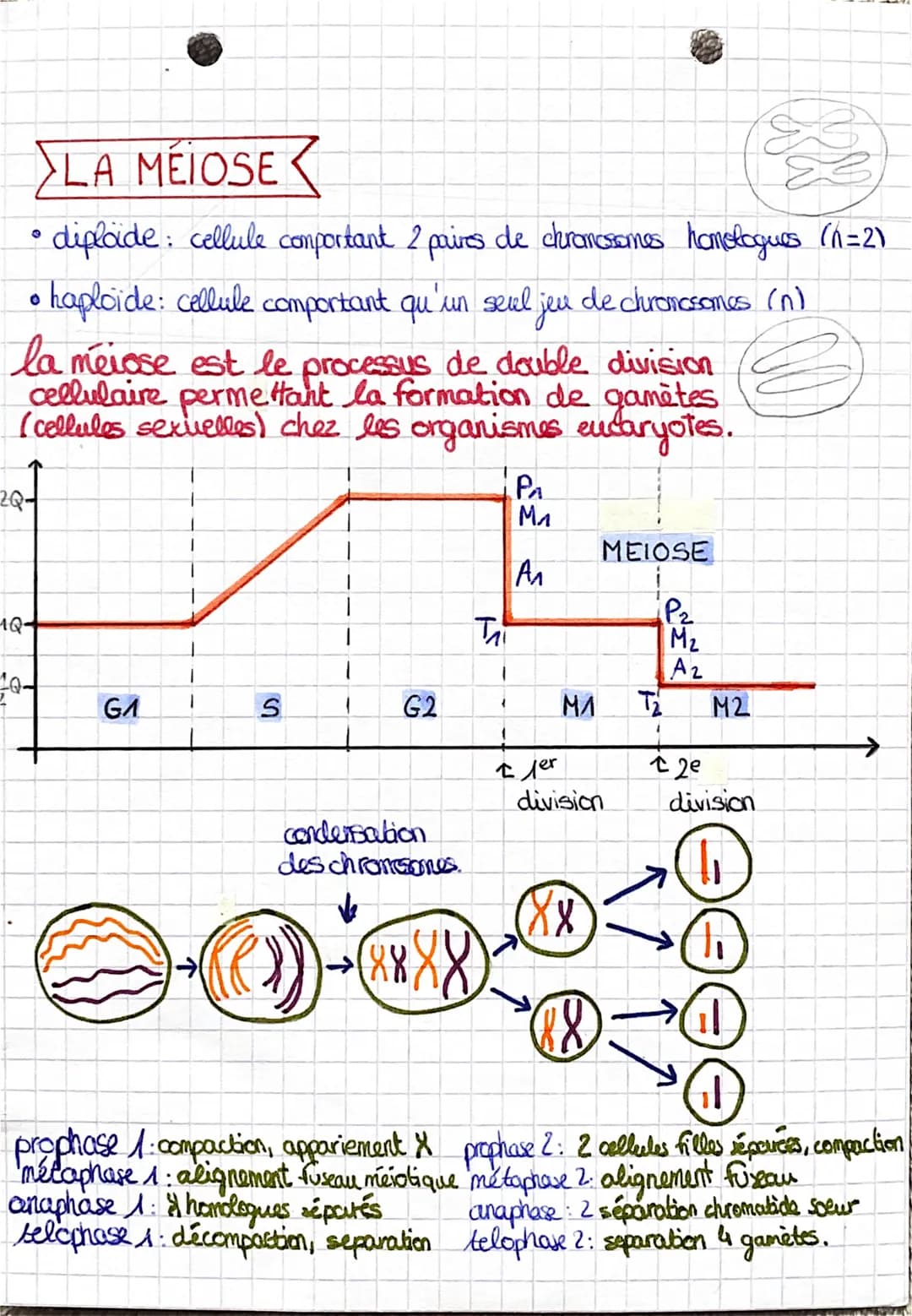 SHAM
theme
transmission, variation et expression du patrimoine génétique
MITOSE <
• cellule -oeuf = zigote
• cellule eucaryote: possède des 