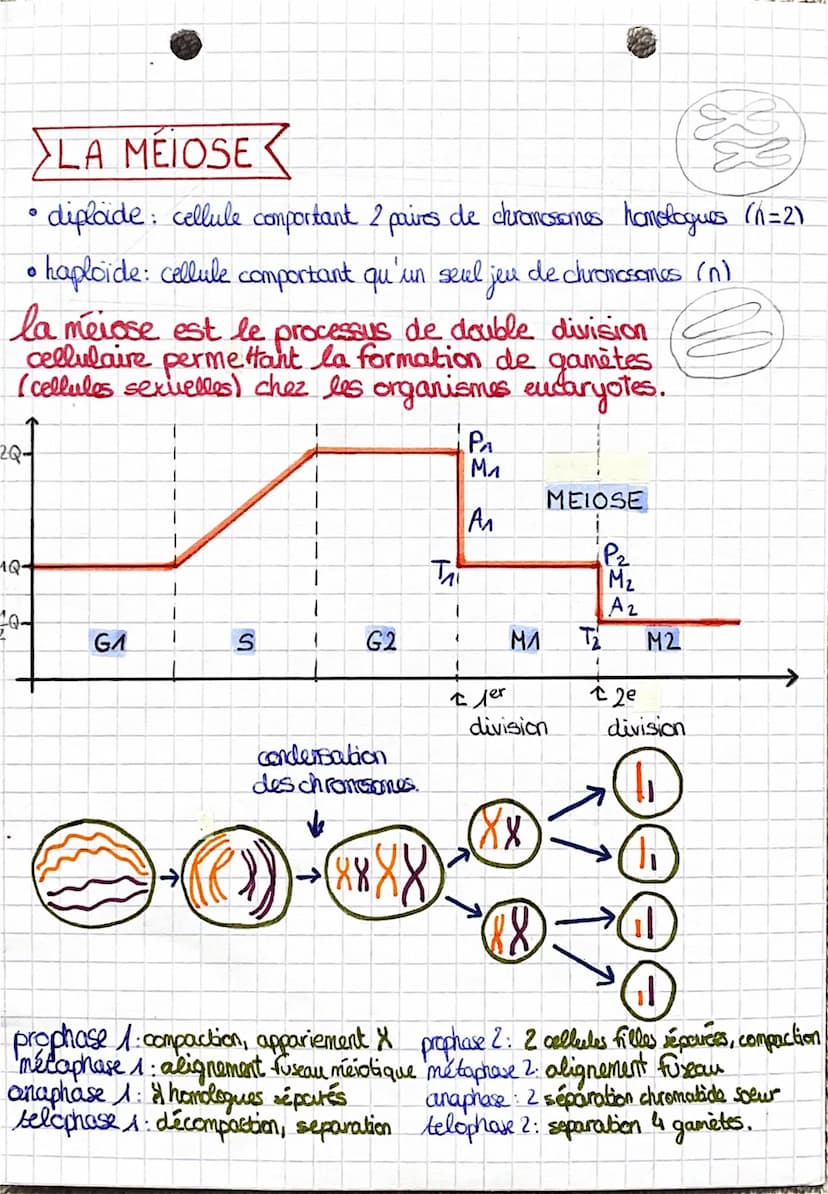 SHAM
theme
transmission, variation et expression du patrimoine génétique
MITOSE <
• cellule -oeuf = zigote
• cellule eucaryote: possède des 
