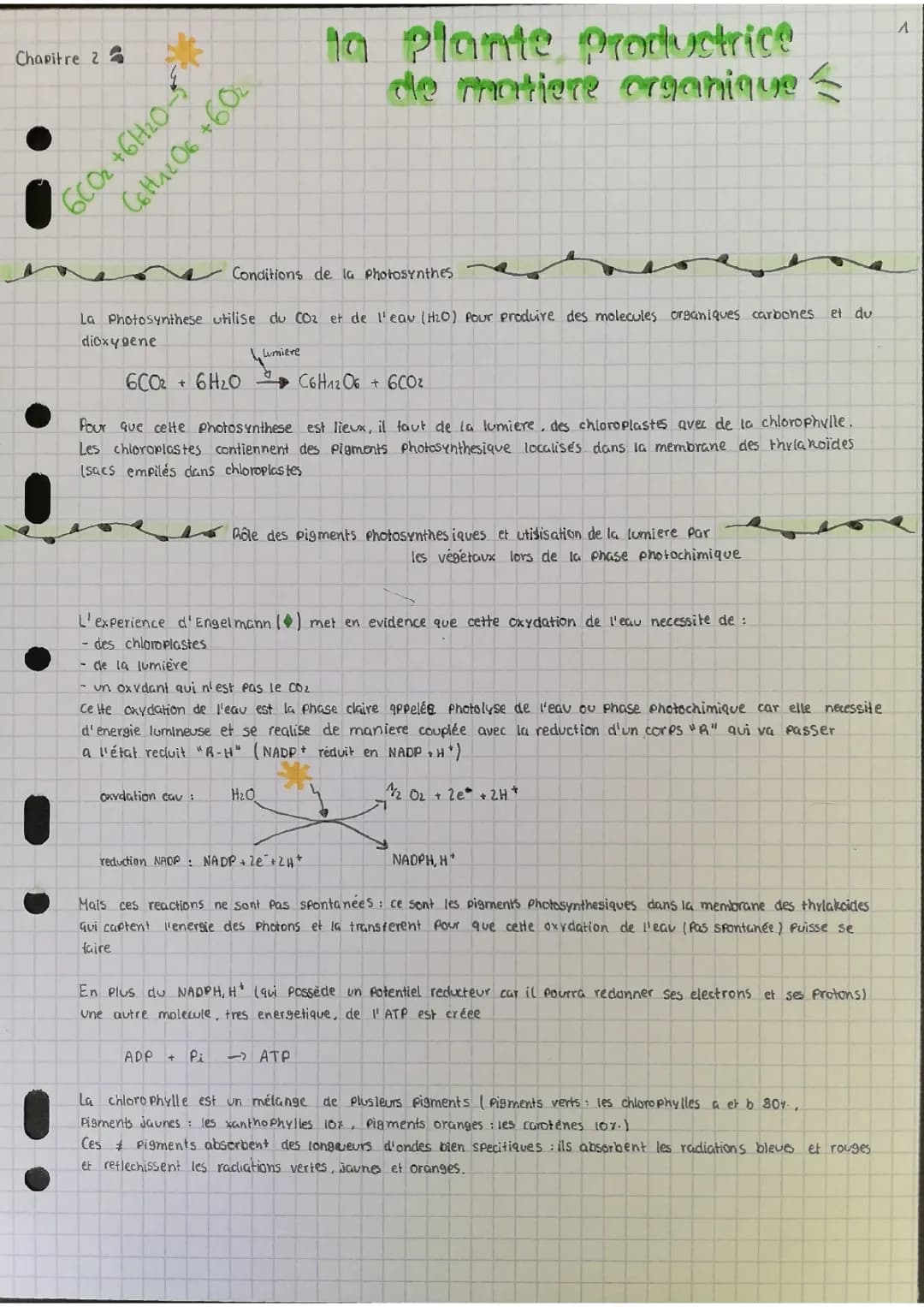 la plante productrice de organique 