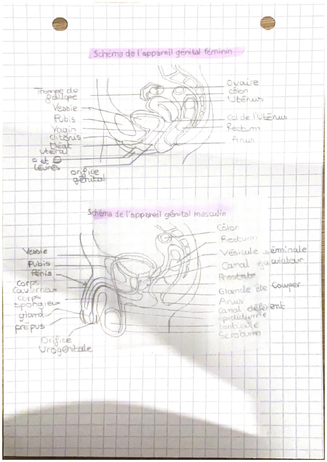 Trodige Trompe de
Veasie
Pubis
Yagin
clitonis
Deat
teral
et
Levres
Versie
Pubis
Penis
Corps
Caverneu
corps
Spongiex
glard
prepus
Schéma de l