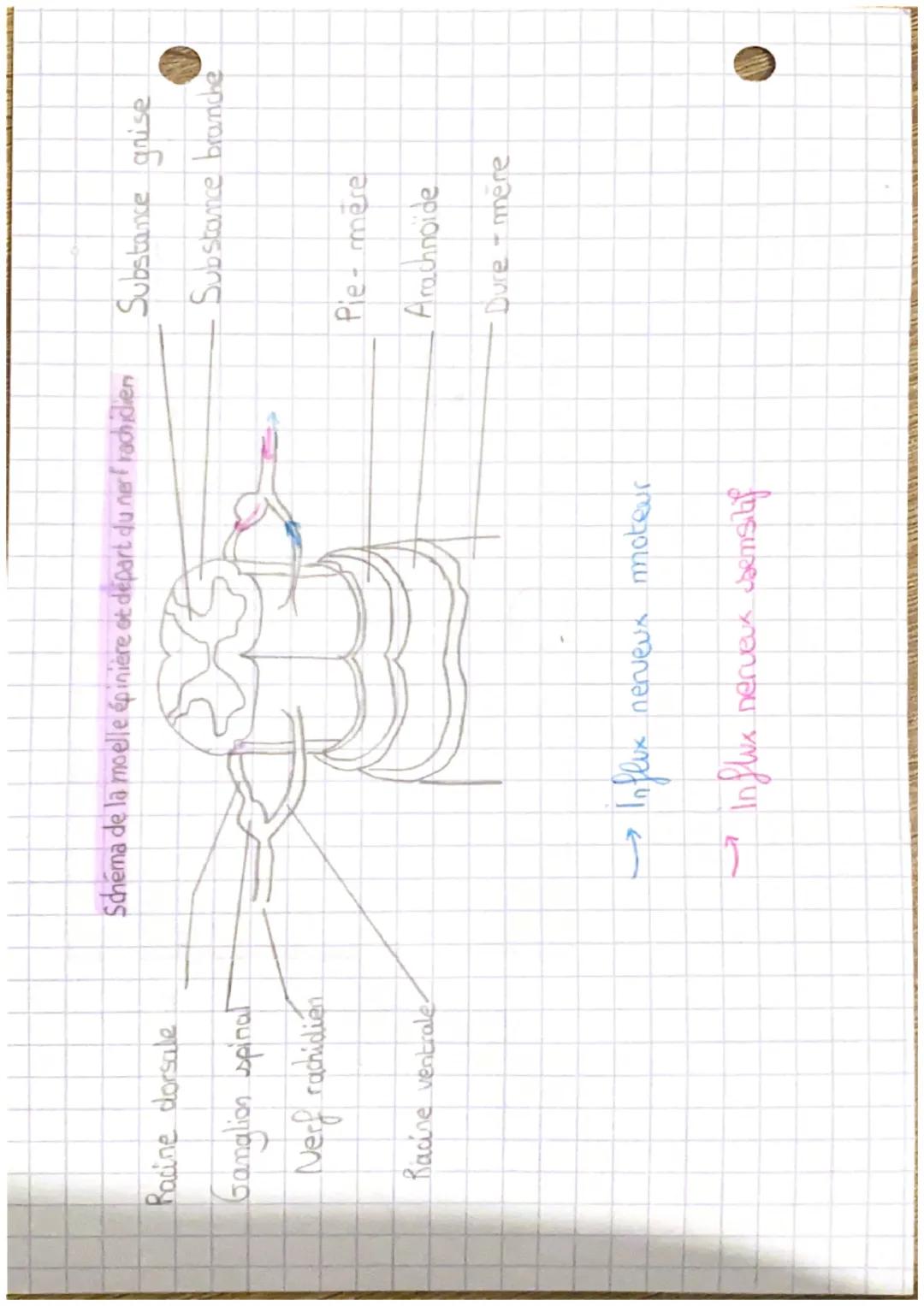 Trodige Trompe de
Veasie
Pubis
Yagin
clitonis
Deat
teral
et
Levres
Versie
Pubis
Penis
Corps
Caverneu
corps
Spongiex
glard
prepus
Schéma de l