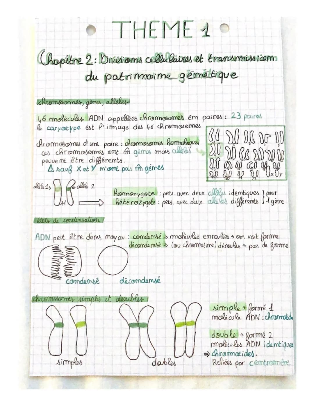 Divisions cellulaires et transmission du patrimoine génétique 