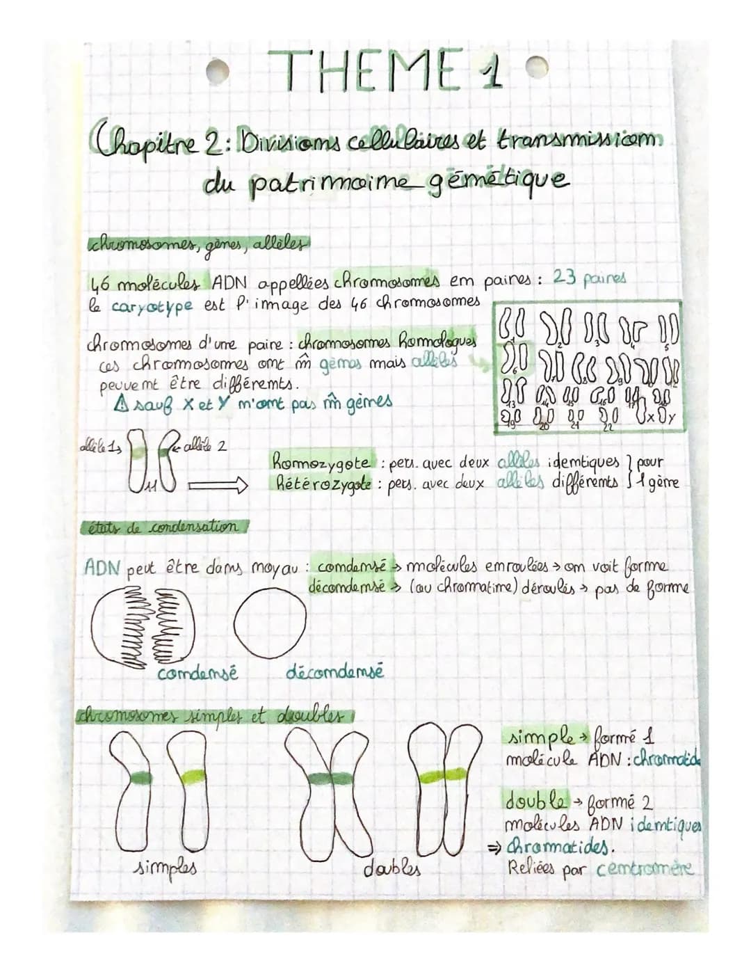 THEME 1
Chapitre 2: Divisions cellulaires et transmiss.com
du patrimoine gémétique
chromosomes, gènes, alleles
46 molécules ADN appellées ch