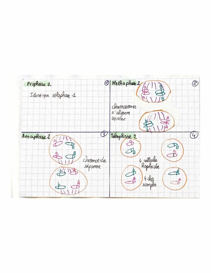 THEME 1
Chapitre 2: Divisions cellulaires et transmiss.com
du patrimoine gémétique
chromosomes, gènes, alleles
46 molécules ADN appellées ch
