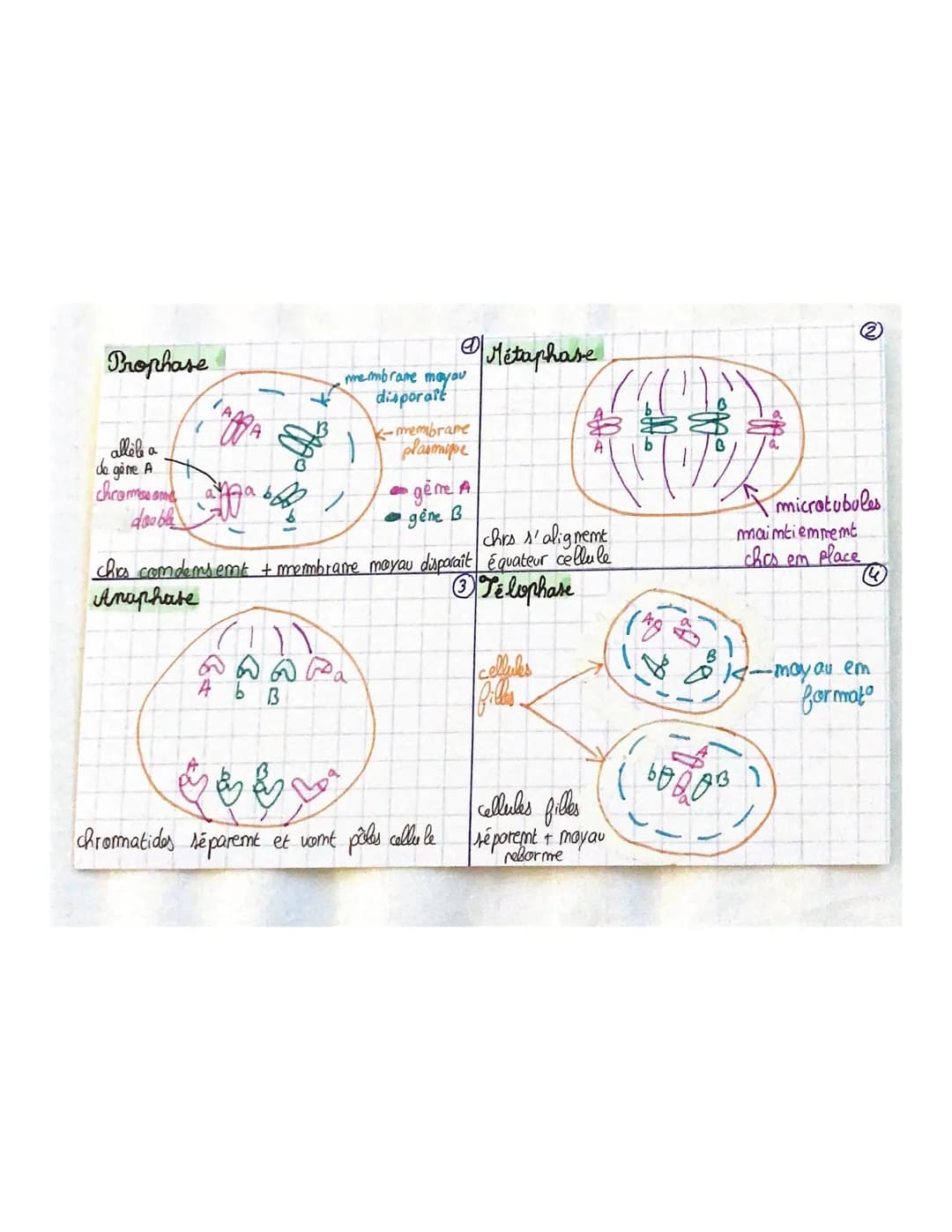 THEME 1
Chapitre 2: Divisions cellulaires et transmiss.com
du patrimoine gémétique
chromosomes, gènes, alleles
46 molécules ADN appellées ch