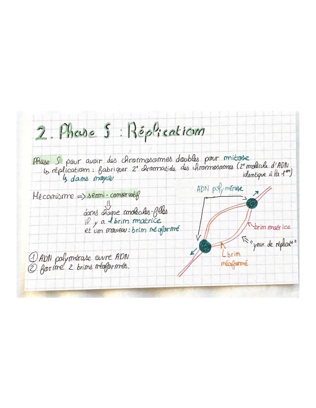 THEME 1
Chapitre 2: Divisions cellulaires et transmiss.com
du patrimoine gémétique
chromosomes, gènes, alleles
46 molécules ADN appellées ch