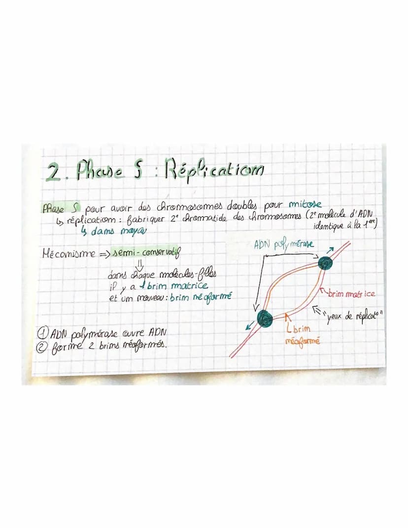 THEME 1
Chapitre 2: Divisions cellulaires et transmiss.com
du patrimoine gémétique
chromosomes, gènes, alleles
46 molécules ADN appellées ch