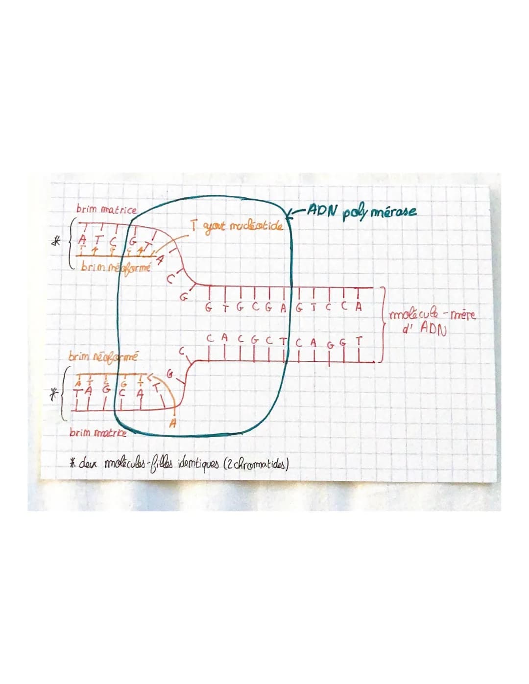 THEME 1
Chapitre 2: Divisions cellulaires et transmiss.com
du patrimoine gémétique
chromosomes, gènes, alleles
46 molécules ADN appellées ch