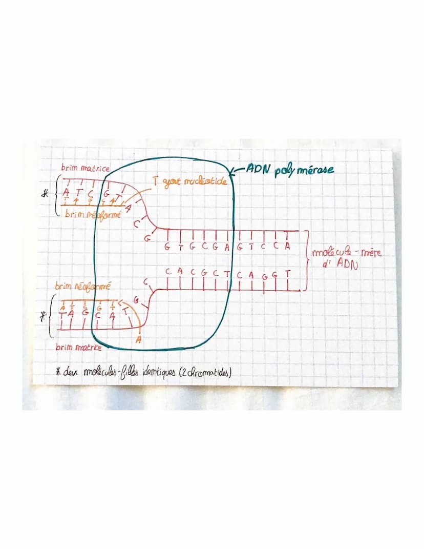 THEME 1
Chapitre 2: Divisions cellulaires et transmiss.com
du patrimoine gémétique
chromosomes, gènes, alleles
46 molécules ADN appellées ch