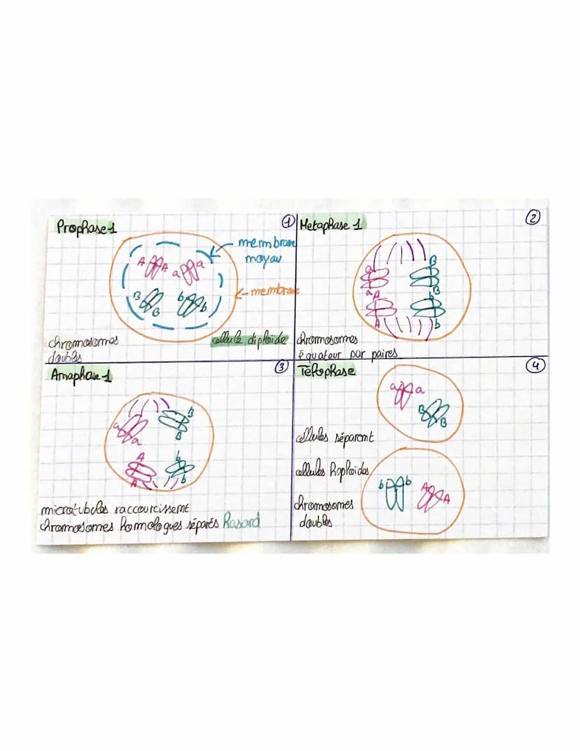 THEME 1
Chapitre 2: Divisions cellulaires et transmiss.com
du patrimoine gémétique
chromosomes, gènes, alleles
46 molécules ADN appellées ch