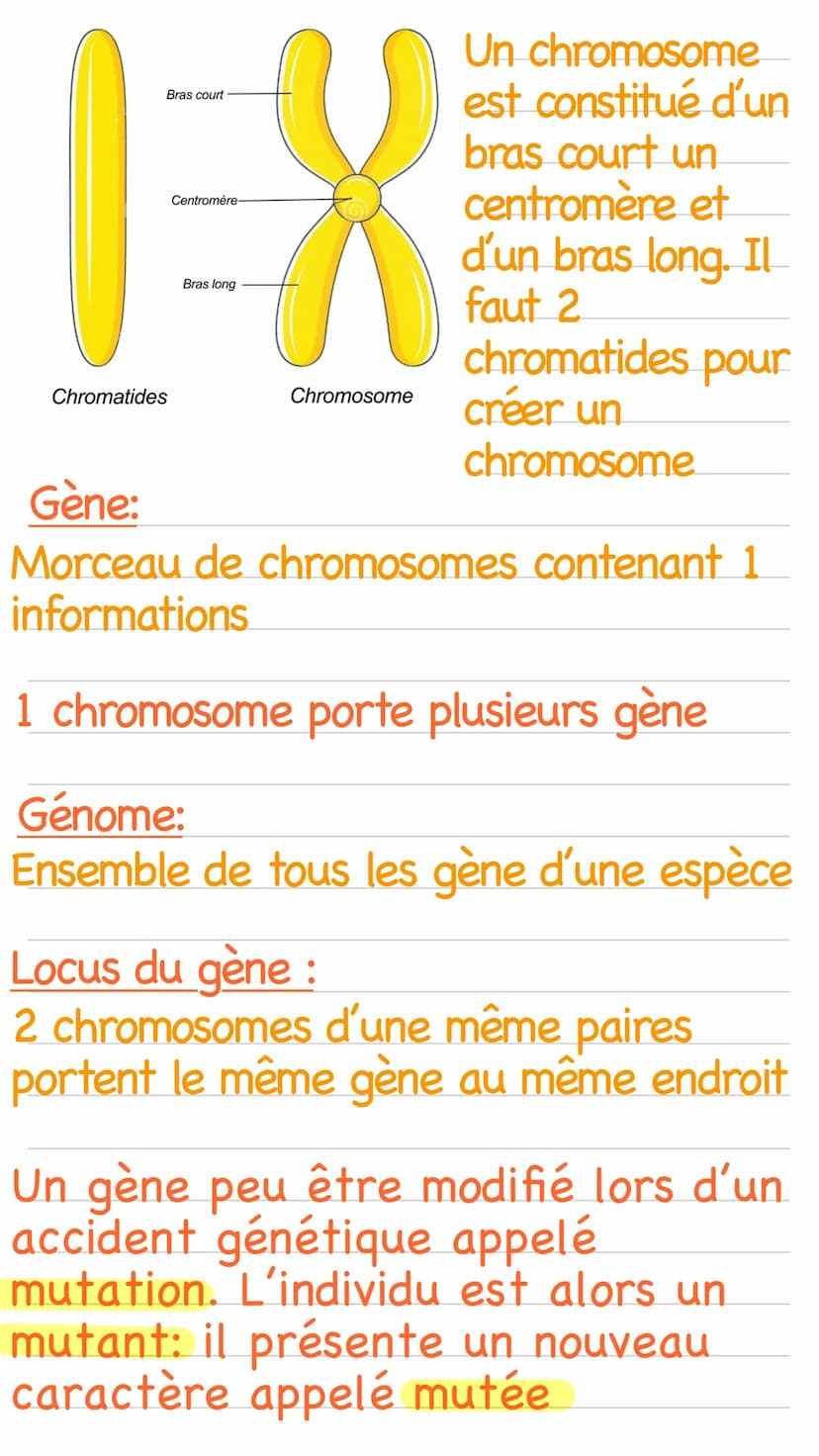 Caryotype :
Ensemble des chromosomes du noyau
d'une cellule ranger dans l'ordre
croissant de la taille regroupé par paire
Le chromosome y es