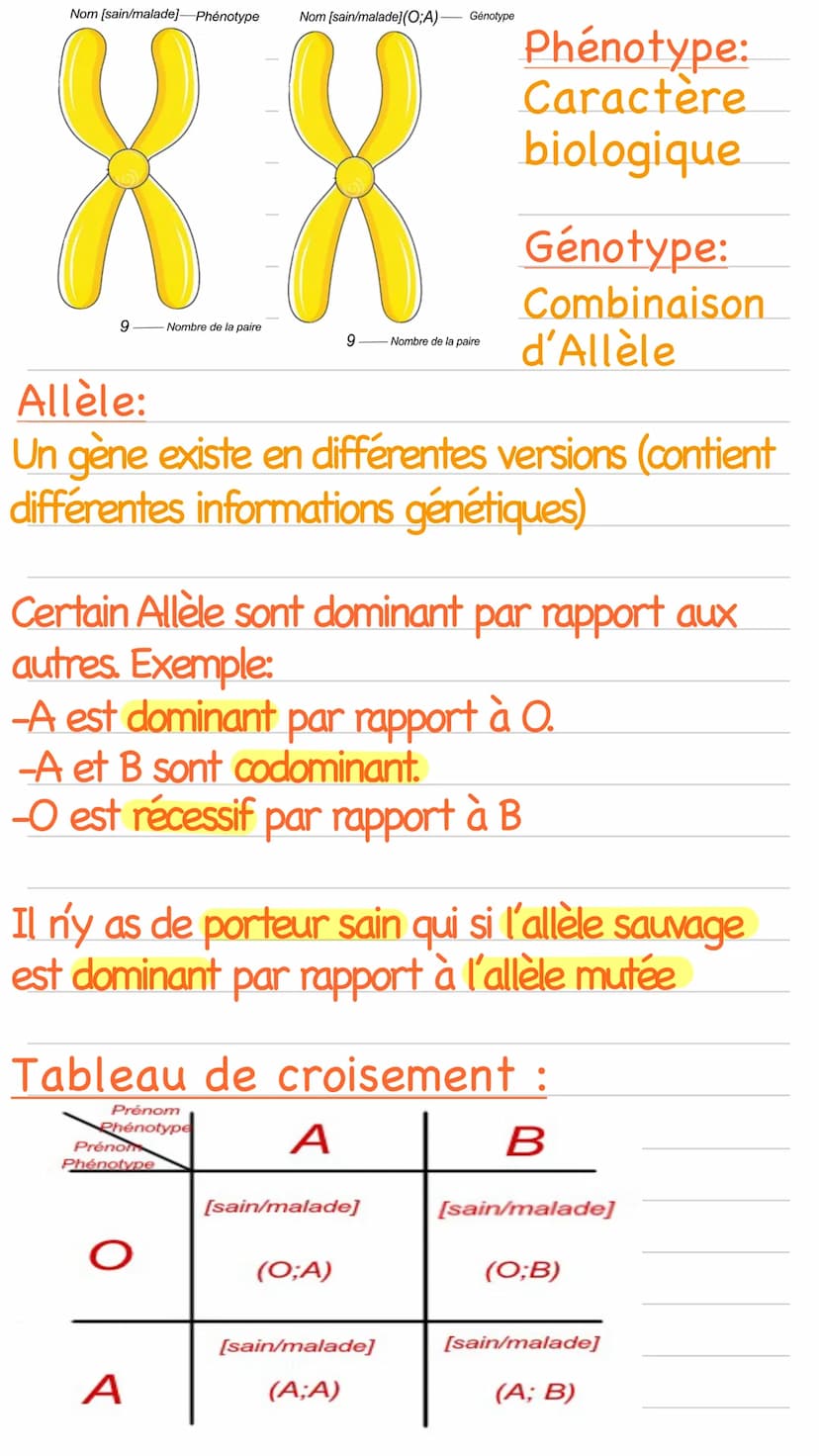 Caryotype :
Ensemble des chromosomes du noyau
d'une cellule ranger dans l'ordre
croissant de la taille regroupé par paire
Le chromosome y es