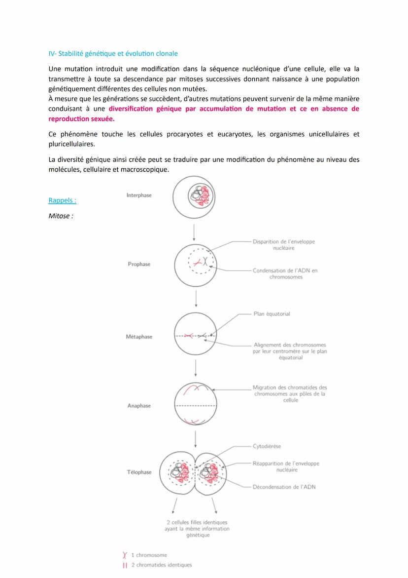 L'origine du génotype des individus
Comment la reproduction sexuée forme-t-elle des génomes individuels et contribue-t-elle à la
diversifica