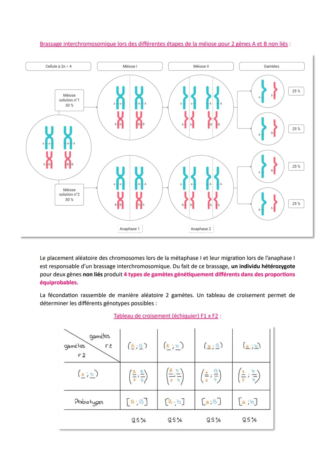 L'origine du génotype des individus
Comment la reproduction sexuée forme-t-elle des génomes individuels et contribue-t-elle à la
diversifica
