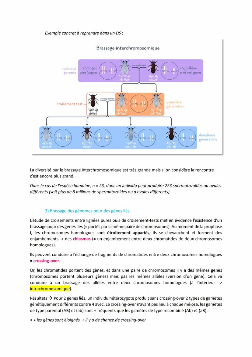L'origine du génotype des individus
Comment la reproduction sexuée forme-t-elle des génomes individuels et contribue-t-elle à la
diversifica