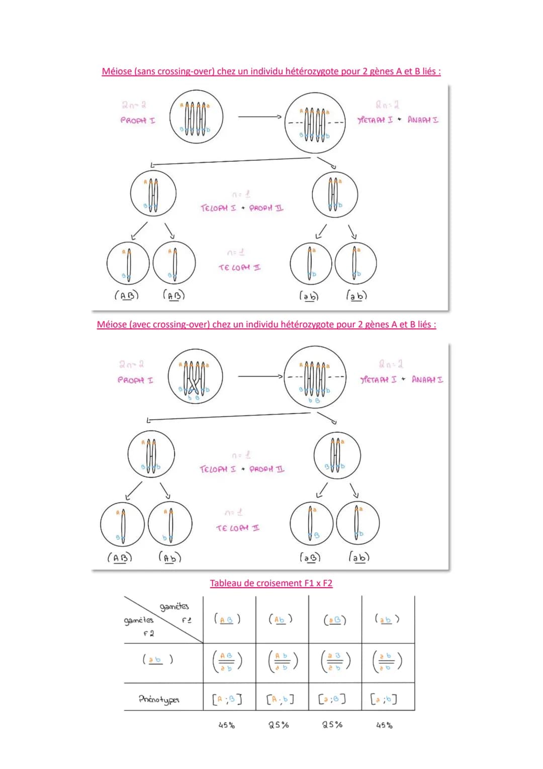 L'origine du génotype des individus
Comment la reproduction sexuée forme-t-elle des génomes individuels et contribue-t-elle à la
diversifica