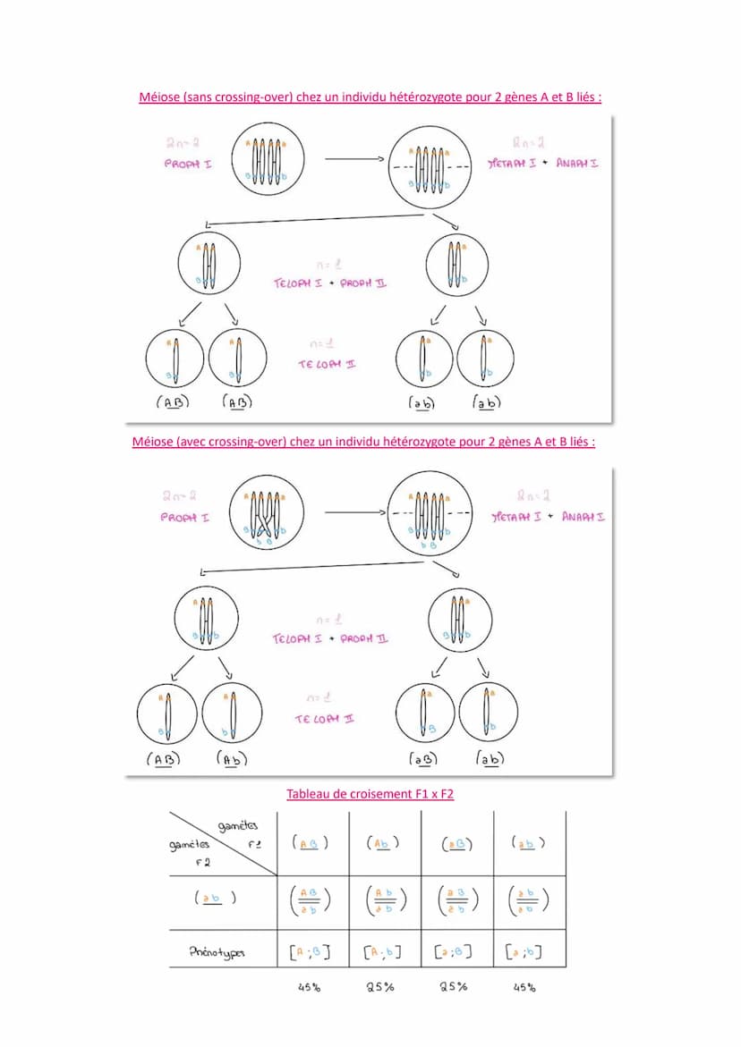 L'origine du génotype des individus
Comment la reproduction sexuée forme-t-elle des génomes individuels et contribue-t-elle à la
diversifica
