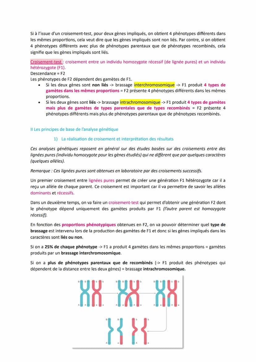 L'origine du génotype des individus
Comment la reproduction sexuée forme-t-elle des génomes individuels et contribue-t-elle à la
diversifica