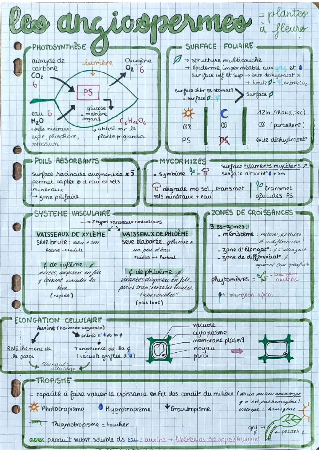 Fiche de révision SVT Terminale 2024 PDF - Tout pour réussir ton bac !