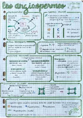 Know tout à savoir pour le bac de spé SVT en 13 pages (et non 11 désolé) thumbnail