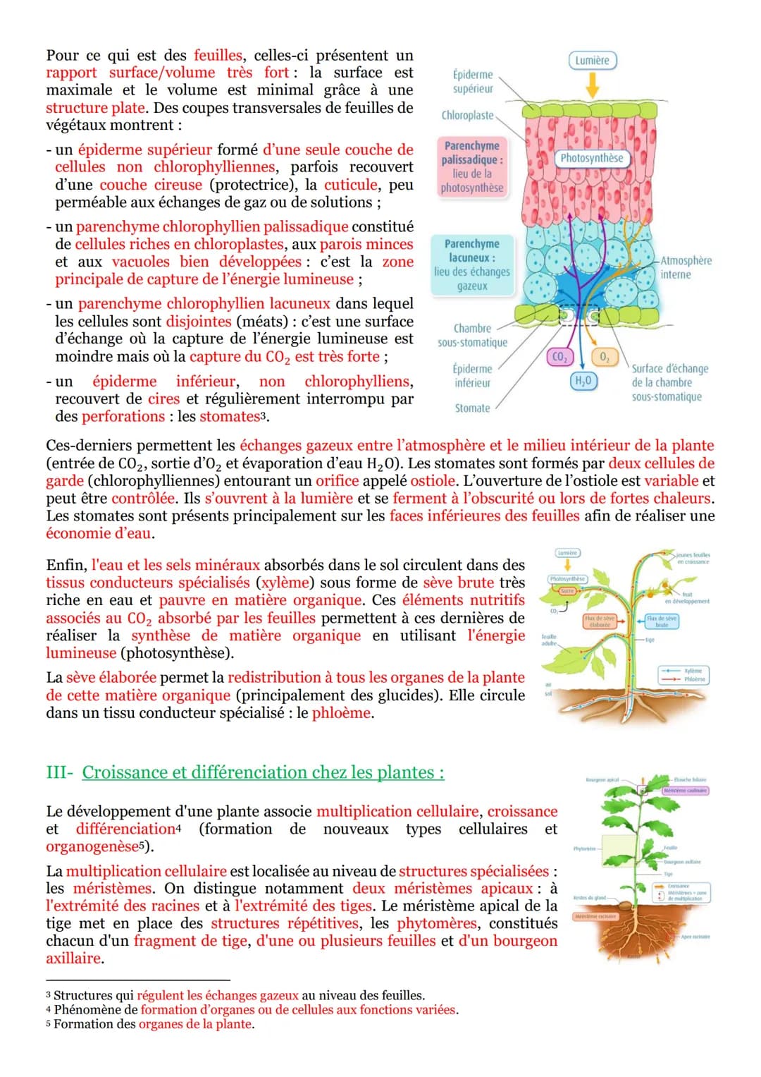 I- La vie fixée dans des environnements variables :
Une plante¹ se définit comme un être vivant fixé au sol et pourvu d'un appareil végétati