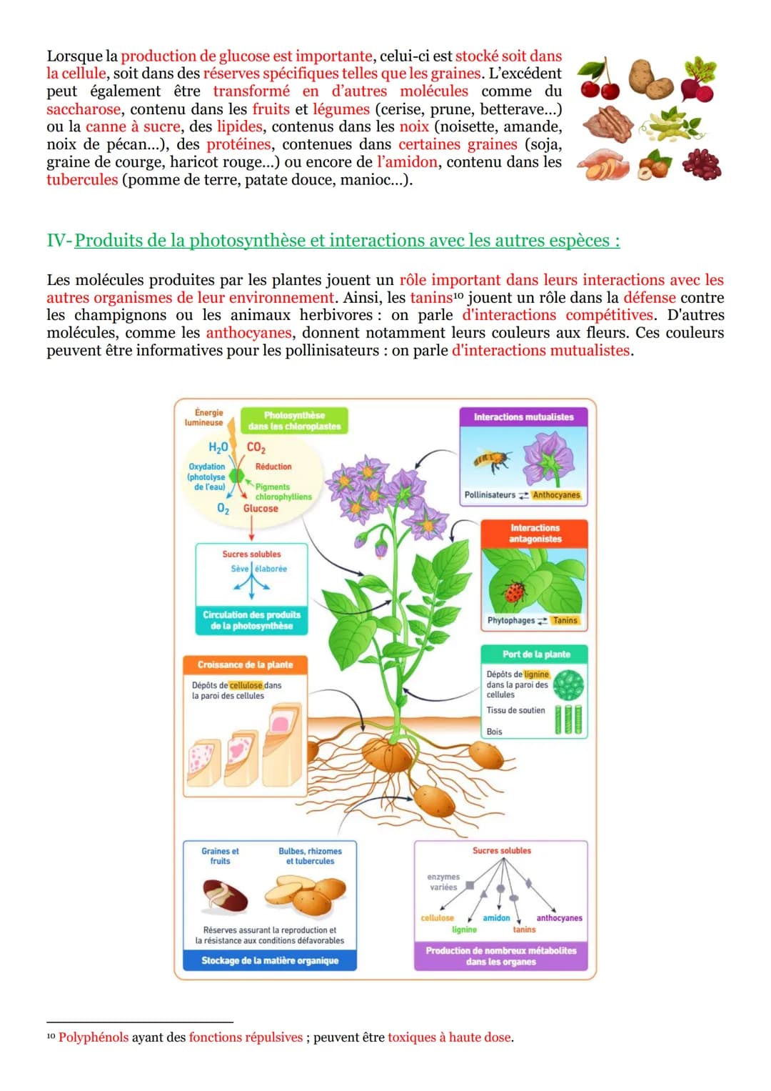 I- La vie fixée dans des environnements variables :
Une plante¹ se définit comme un être vivant fixé au sol et pourvu d'un appareil végétati