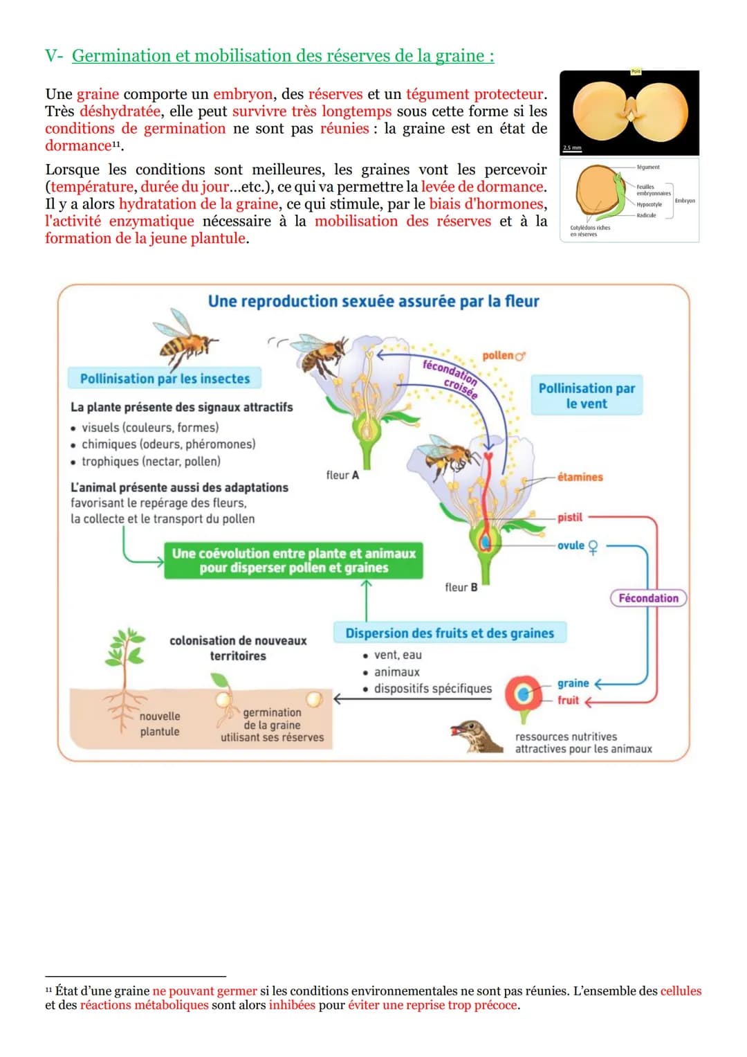 I- La vie fixée dans des environnements variables :
Une plante¹ se définit comme un être vivant fixé au sol et pourvu d'un appareil végétati