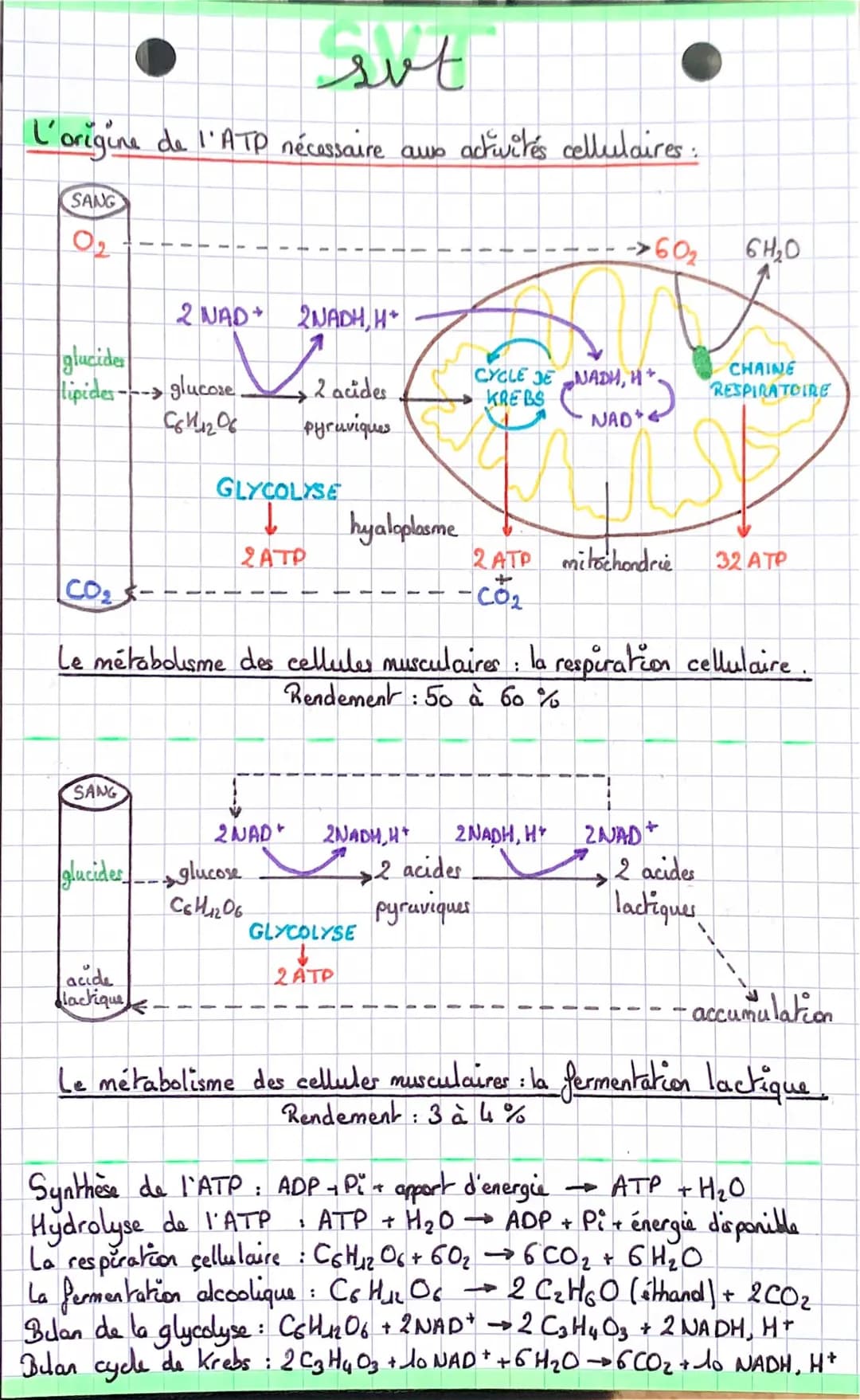 L’origine de l’ATP nécessaire aux activités cellulaires 