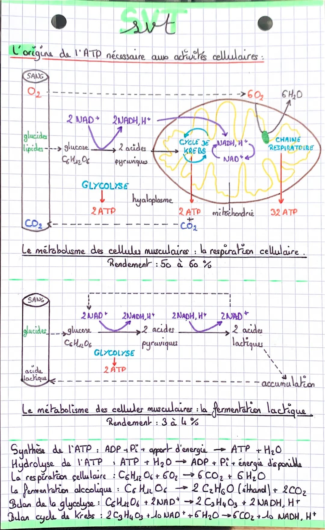 L'origine de l'ATP nécessaire awo activités cellulaires :
SANG
02
glucider
lipides ---> glucose,
C641206
SANG
acide
lactique
1
2 NAD 2NADH, 