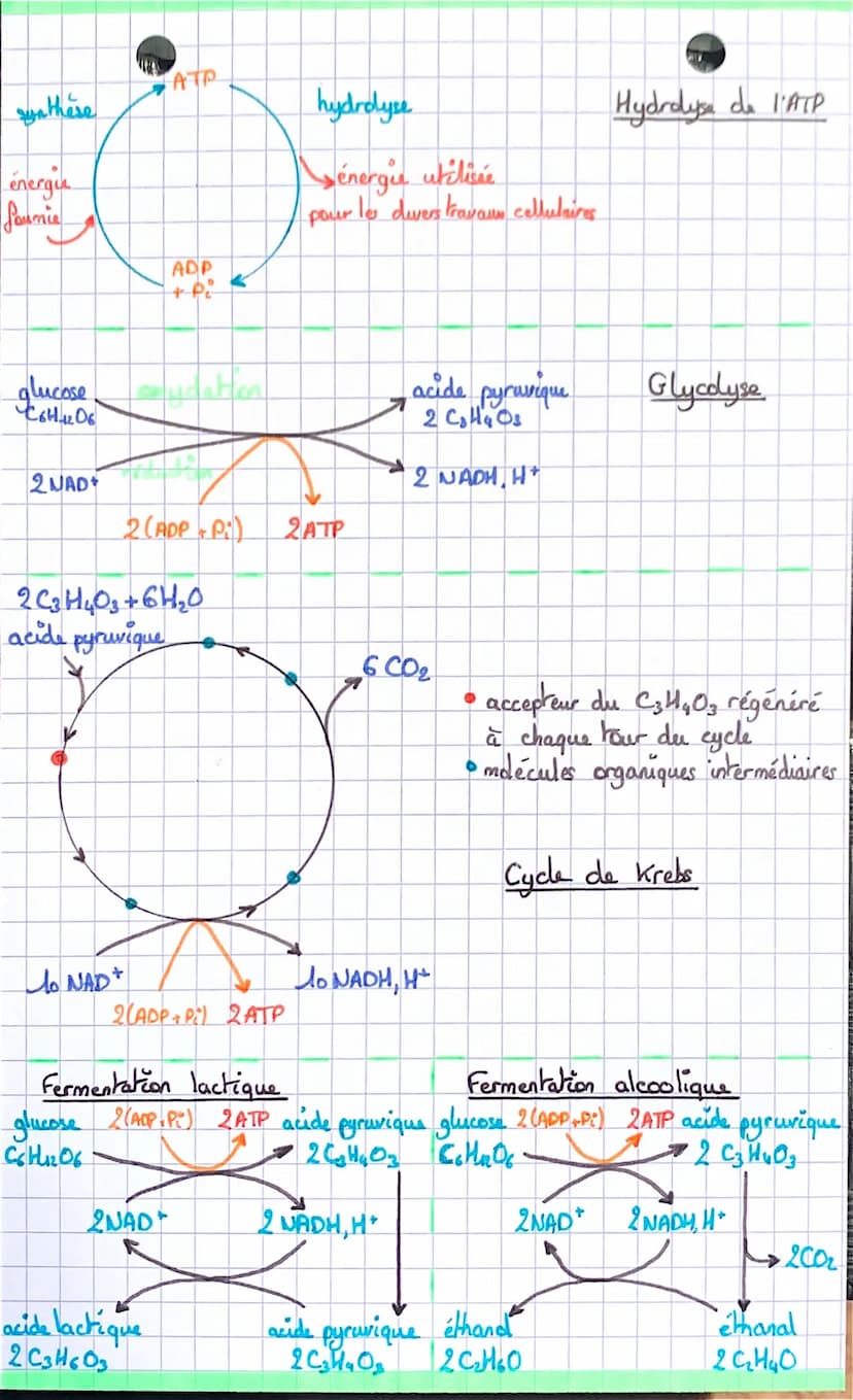 L'origine de l'ATP nécessaire awo activités cellulaires :
SANG
02
glucider
lipides ---> glucose,
C641206
SANG
acide
lactique
1
2 NAD 2NADH, 