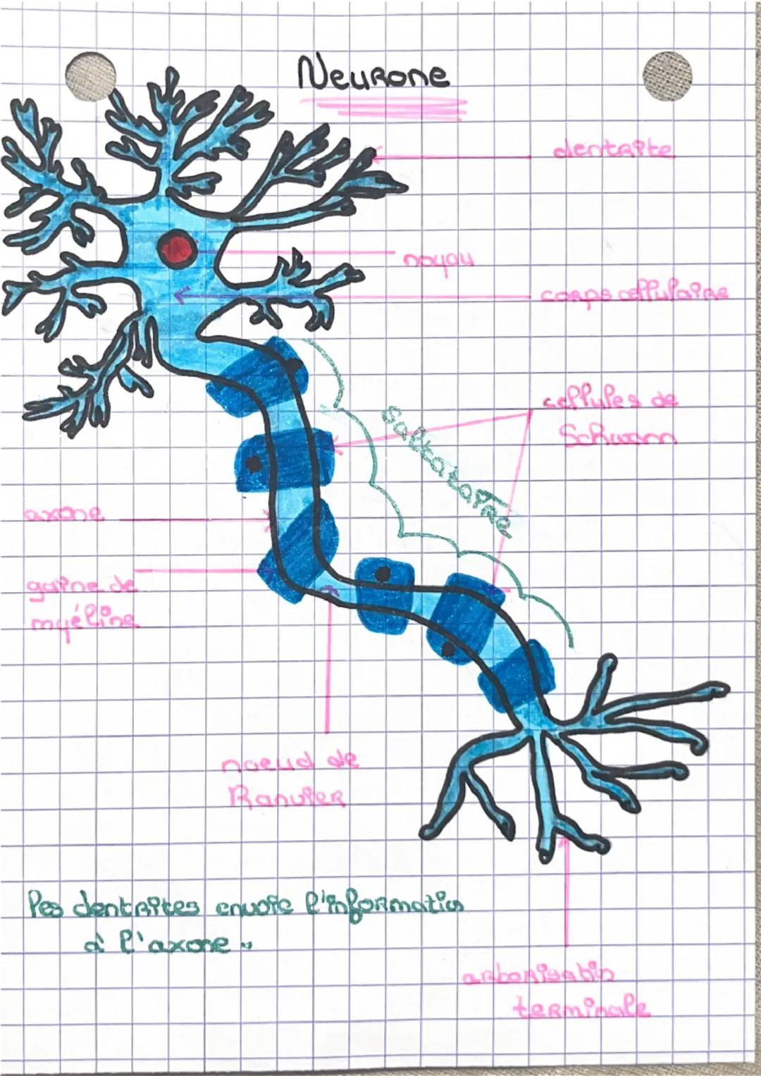 Schéma détaillé d’un Neurone (SVT) en PDF - Knowunity