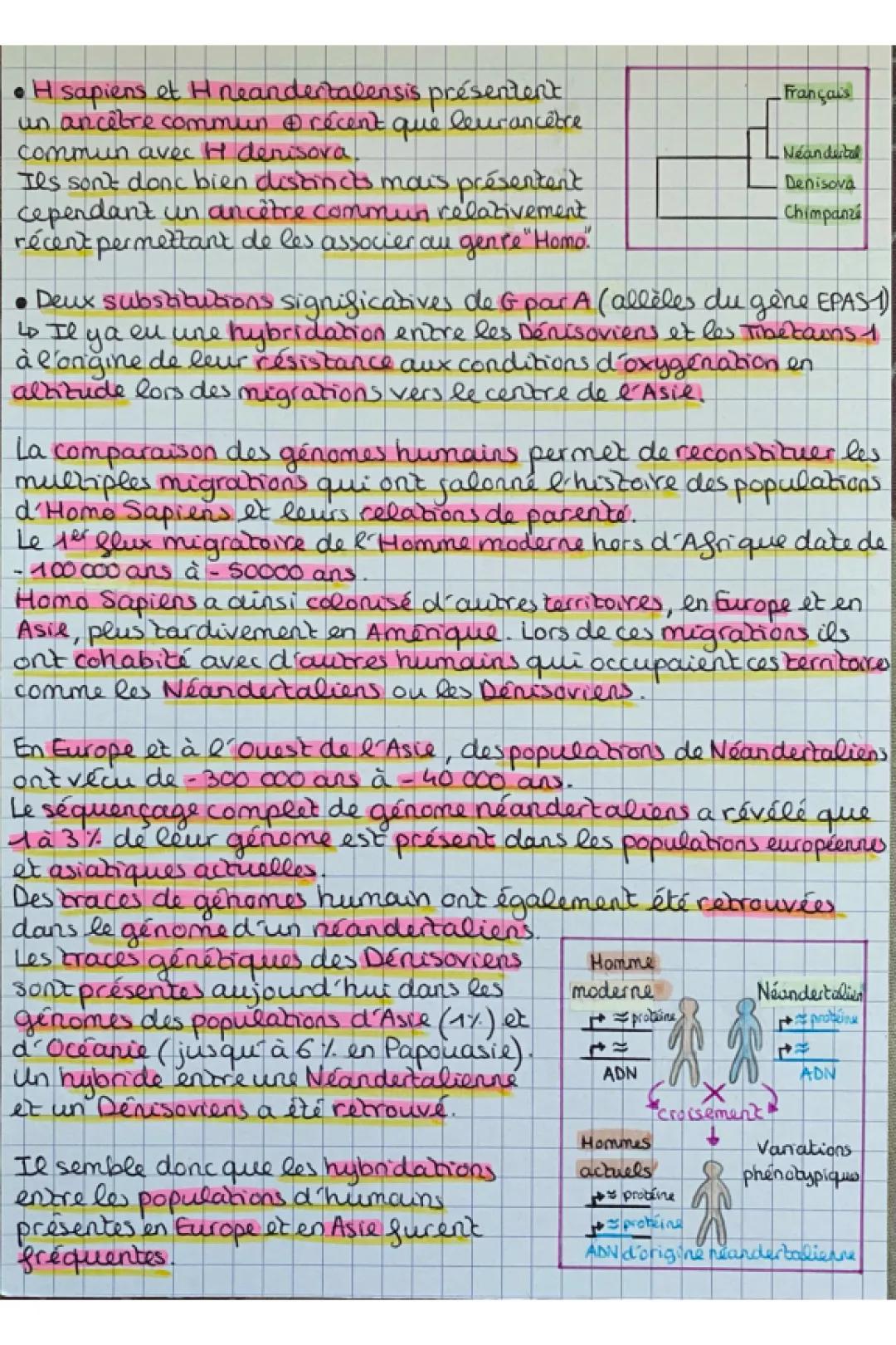 L'histoire humaine: ADN, Néandertal et Sapiens