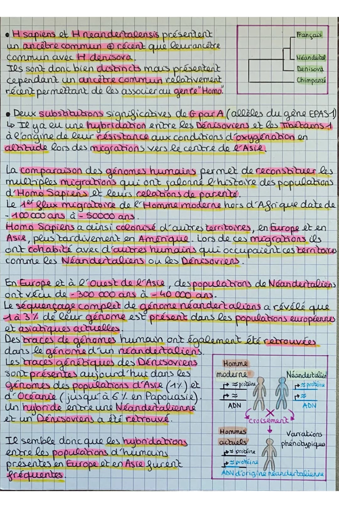 qué
leurancêtre
H sapiens et H neandertalensis présentent
un ancêtre commun & récent.
commun avec H denisora.
Ils sont donc bien distincts m