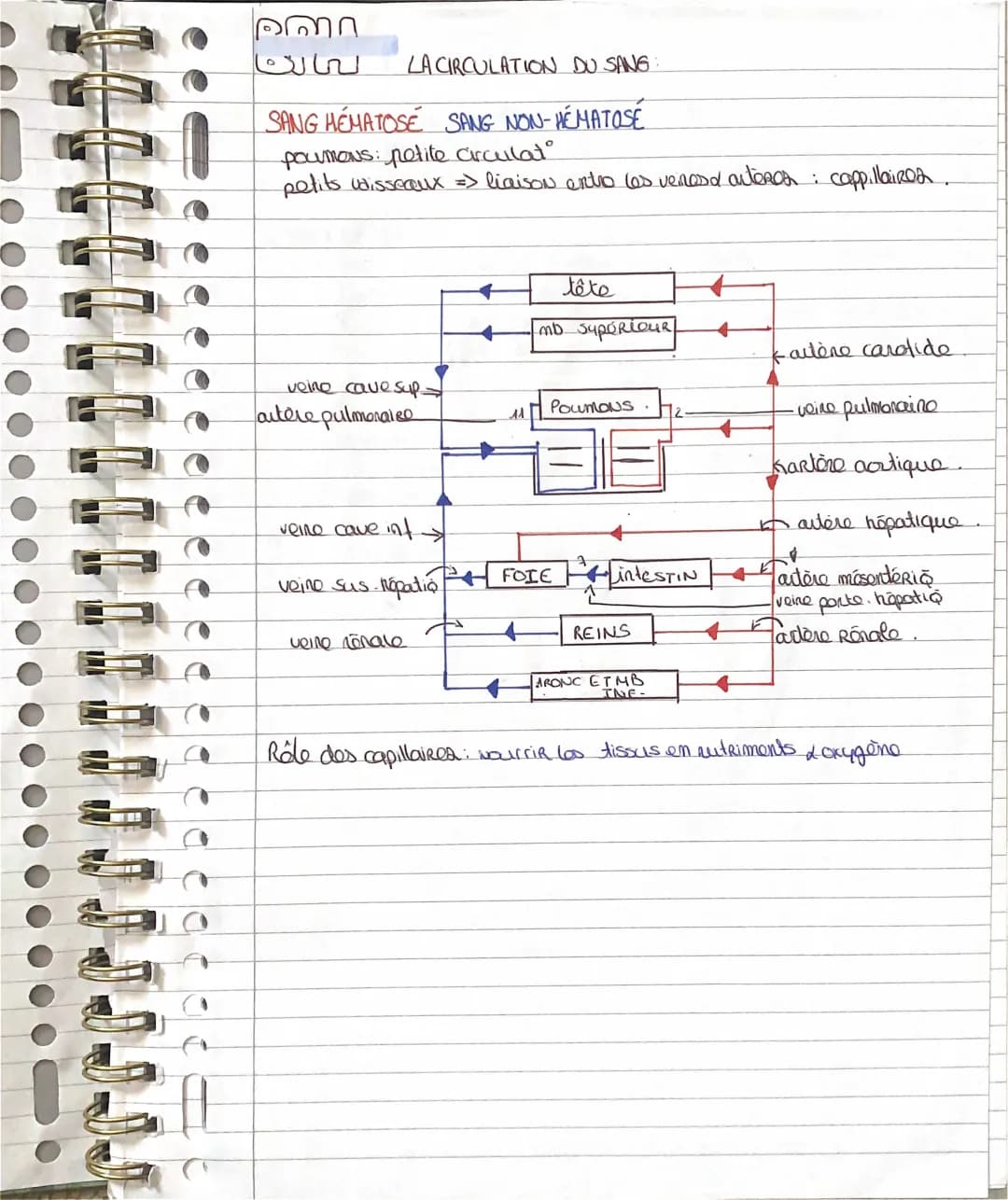 Circulation du sang 🩸 